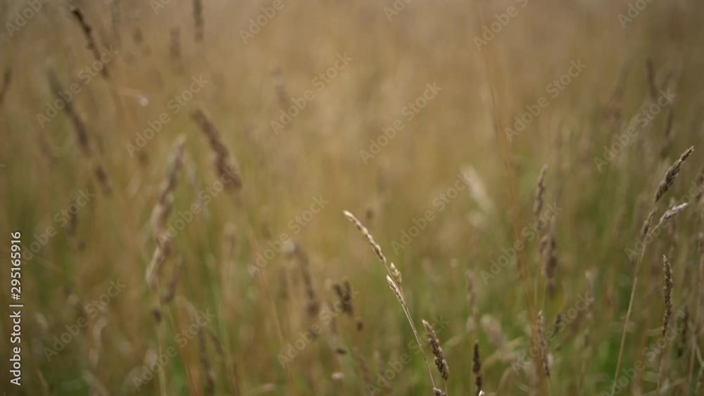 Autumn dry grass in the field, swaying in the wind. Shallow depth of field. Autumn dry grass in the field, swaying in the wind. Shallow depth of field.