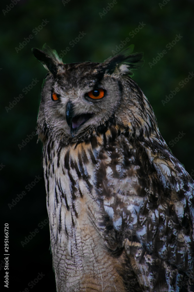 portrait of an owl portrait of an owl