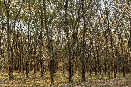 Rubber plantation for the extraction of latex  raw material in the manufacture of rubber  in Sao Paulo state  Brazil