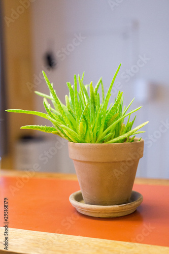 Aloe Vera plant in a terra cotta pot on a orange kitchen counter. Can be used as a medicine   pharmaceutical purposes. Beautiful natural Succulent plant   Asphodelaceae   very good shape. Vertical 