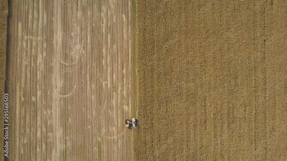 aerial view of combine harvests corn on farm field, machines cuts dry maize for silage and grain into the back of dump truck in autumn, aerial agriculture drone shot aerial view of combine harvests corn on farm field, machines cuts dry maize for silage and grain into the back of dump truck in autumn, aerial agriculture drone shot