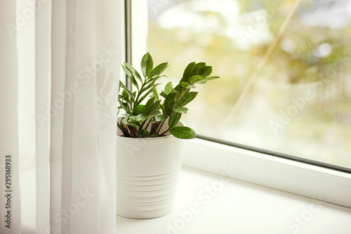Green plant in a white pot stands on a windowsill
