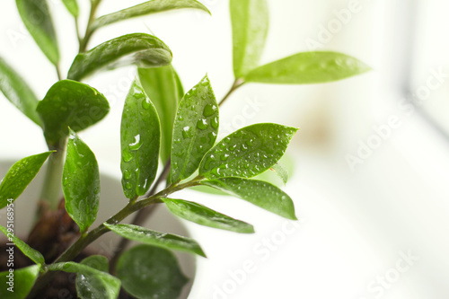 Green leaves of a home plant close-up. Minimal style interior decoration.