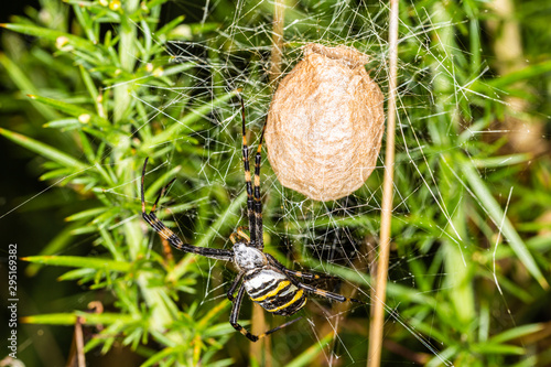 Nurturing Wasp spider