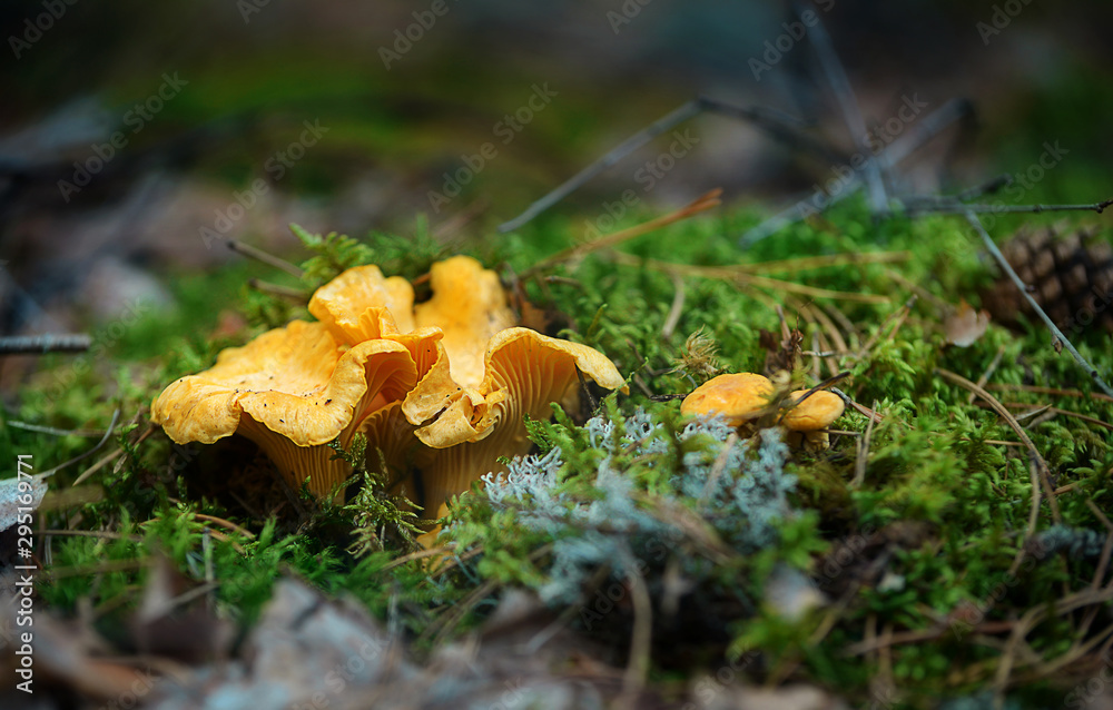 Mushrooms in the forest Mushrooms in the forest
