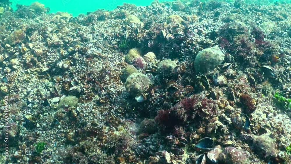Large clusters of Rapana venosa on pitfalls with mussels. Fauna of the Black Sea. Large clusters of Rapana venosa on pitfalls with mussels. Fauna of the Black Sea.