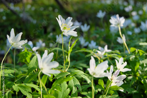 Spring wild white flowers - wood anemone  windflower