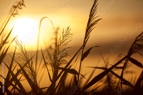 The silhouette of reeds at sunset with a beautiful lake in the background on a balmy summer evening. photo