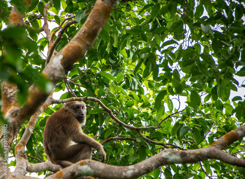 monkey on a tree