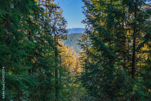 Looking Through Trees to North Shore Mountains from TransCanada Trail at Burnaby Mountain - Fall