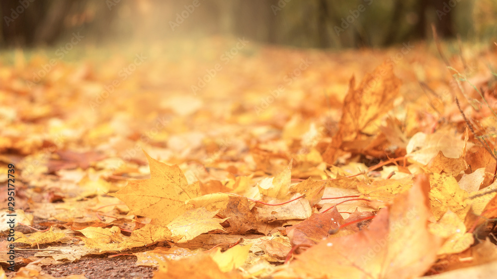 Bright colored fallen maple leaves on the ground. Autumn foliage background Bright colored fallen maple leaves on the ground. Autumn foliage background