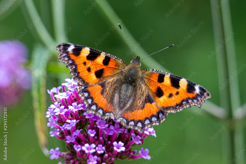 Butterfly on the flower. Butterfly on the flower.