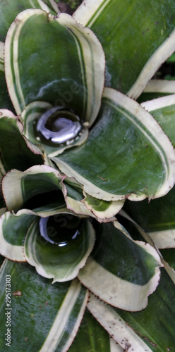 Tank bromeliad filled with water
