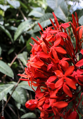 Amazing bright red flowers in the tropics