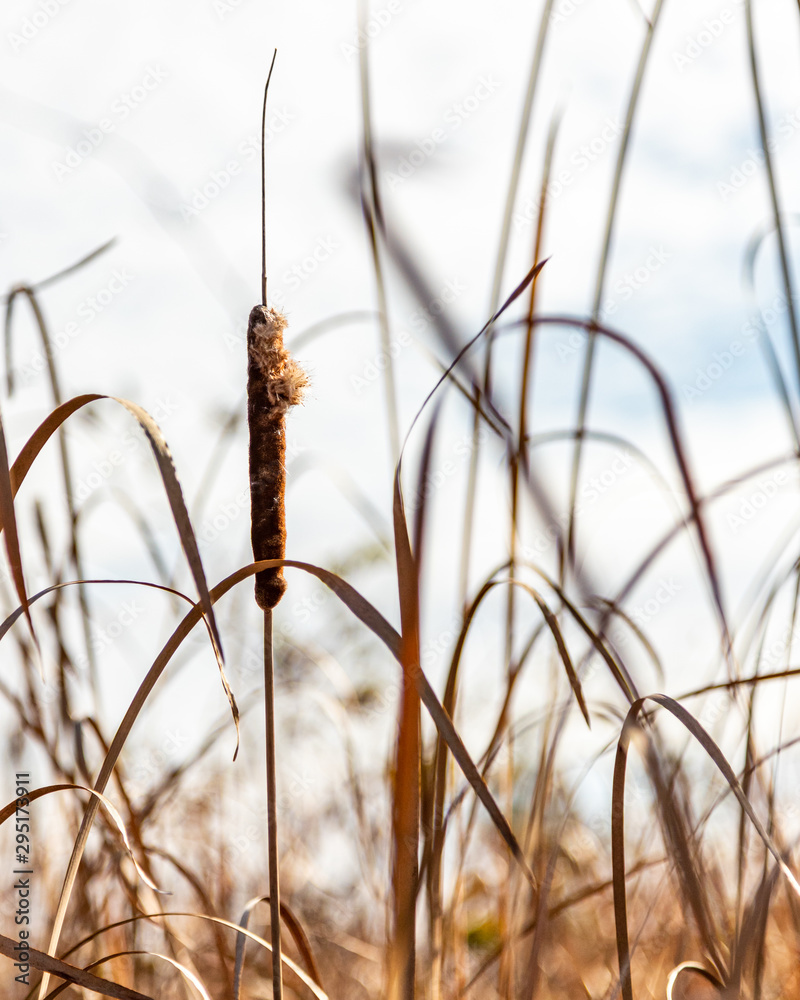 dry grass in the wind dry grass in the wind