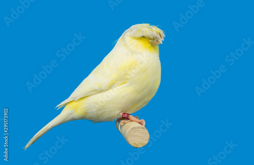 Gloster canary bird perched in softbox
