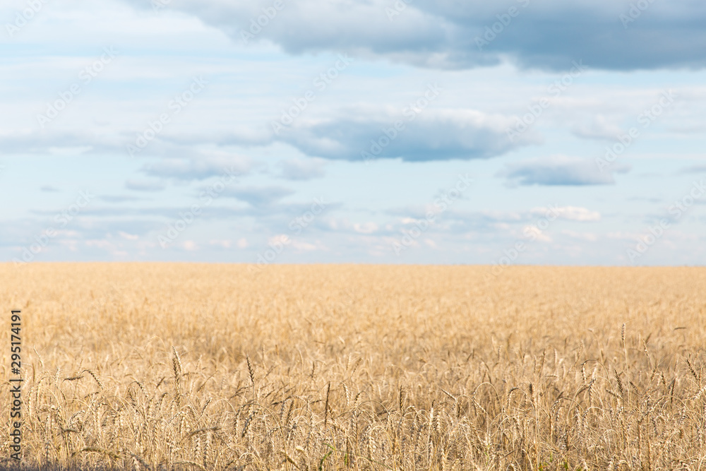 A large field of rye and wheat against the sky