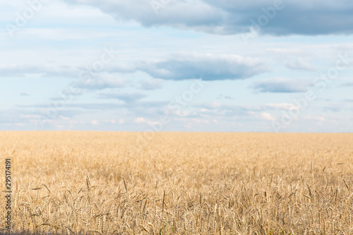 A large field of rye and wheat against the sky