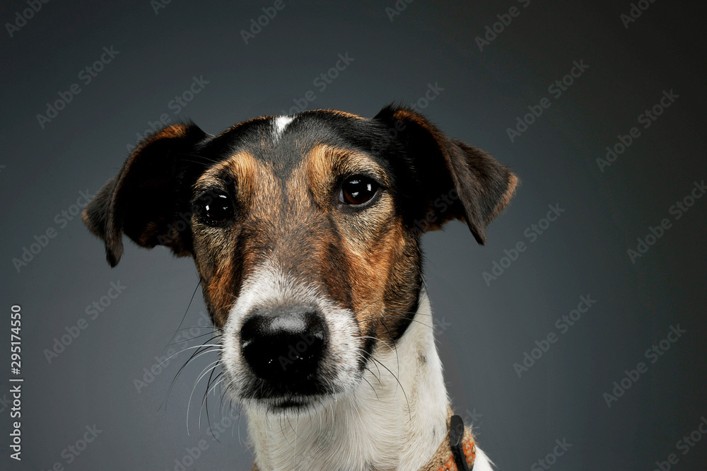 Portrait of an adorable Fox Terrier looking curiously at the camera