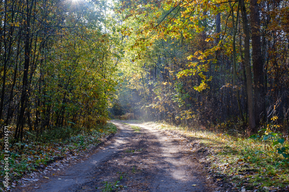 Naklejka premium The rays of the sun break through the foliage. Morning in the autumn forest