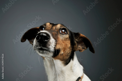 Portrait of an adorable Fox Terrier looking up curiously © kisscsanad