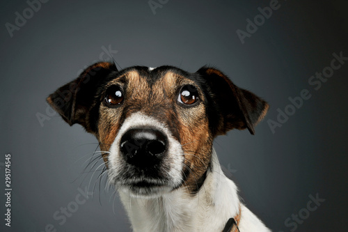 Portrait of an adorable Fox Terrier looking curiously at the camera