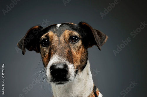 Portrait of an adorable Fox Terrier looking curiously at the camera © kisscsanad