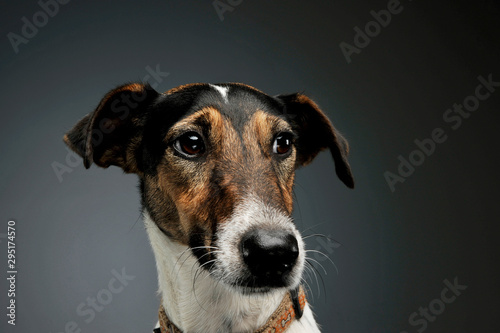 Portrait of an adorable Fox Terrier looking curiously © kisscsanad