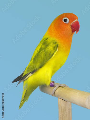 Lovebird colorfull perched in softbox