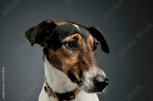 Portrait of an adorable Fox Terrier looking curiously