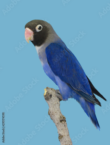 Lovebird colorfull perched in softbox