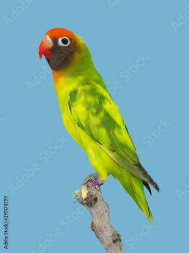 Lovebird colorfull perched in softbox