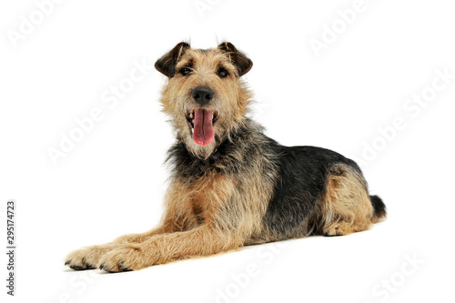 An adorable mixed breed lying and looking curiously at the camera