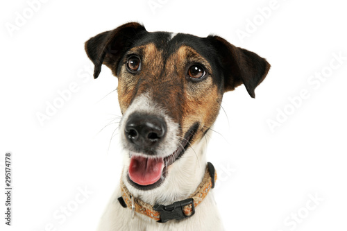 Portrait of an adorable Fox Terrier looking curiously at the camera