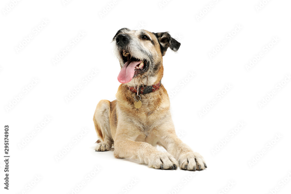 Studio shot of an adorable mixed breed dog lying and looking satisfied