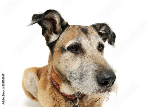 Studio shot of an adorable mixed breed dog lying and looking curiously © kisscsanad