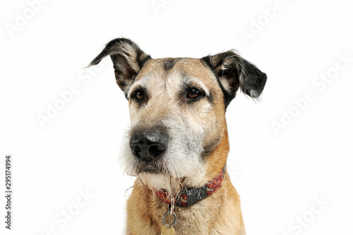 Portrait of an adorable mixed breed dog looking curiously