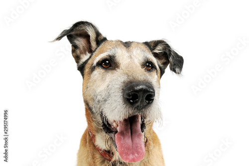 Portrait of an adorable mixed breed dog looking satisfied