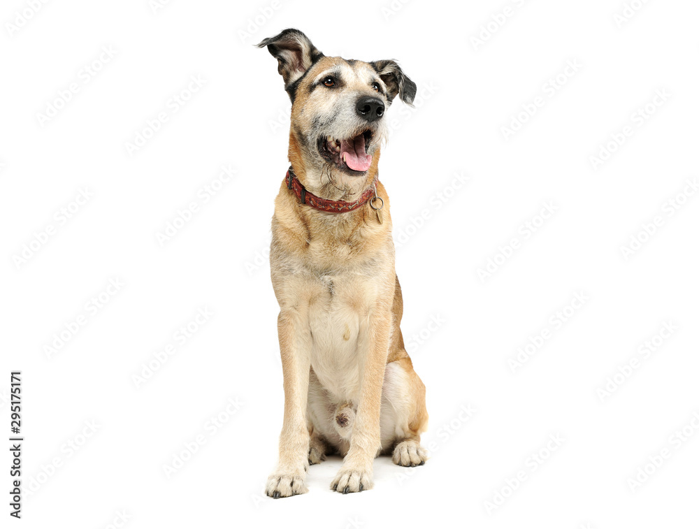Obraz premium Studio shot of an adorable mixed breed dog sitting and looking satisfied