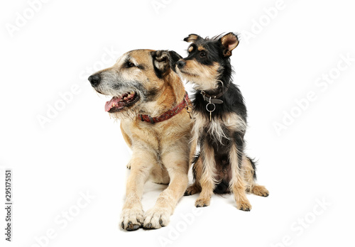 Studio shot of two adorable mixed breed dog sitting and looking curiously