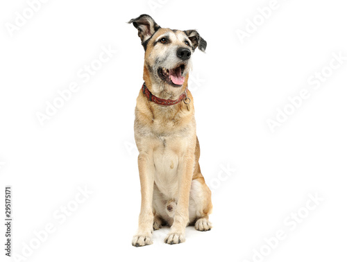 Studio shot of an adorable mixed breed dog sitting and looking satisfied