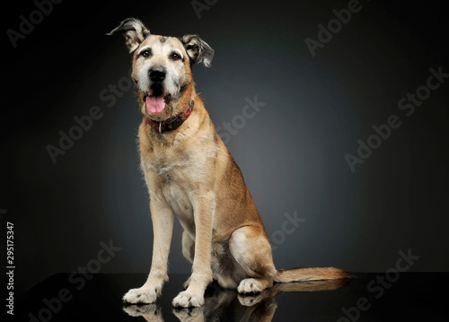 Studio shot of an adorable mixed breed dog sitting and  looking satisfied