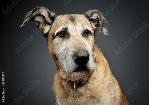 Portrait of an adorable mixed breed dog looking seriously © kisscsanad