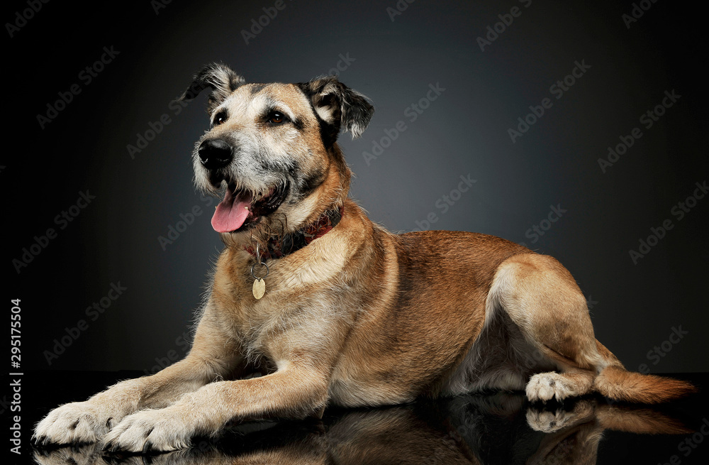 Studio shot of an adorable mixed breed dog lying and  looking satisfied