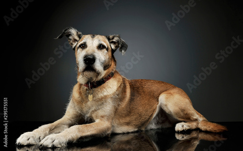 Studio shot of an adorable mixed breed dog lying and  looking curiously at the camera