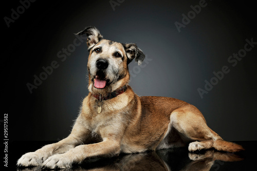 Studio shot of an adorable mixed breed dog lying and  looking curiously at the camera