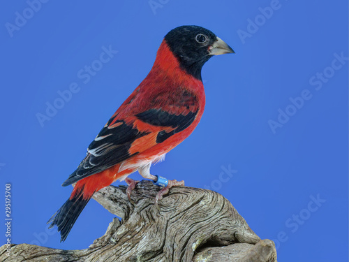 Red siskin