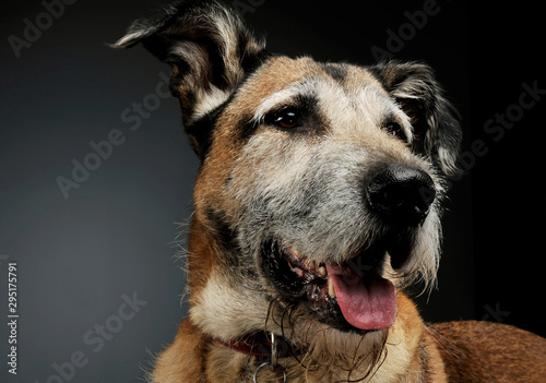 Fototapeta Naklejka Na Ścianę i Meble -  Portrait of an adorable mixed breed dog looking satisfied