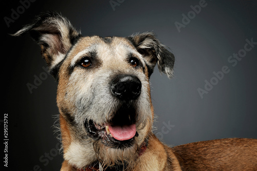 Portrait of an adorable mixed breed dog looking curiously at the camera © kisscsanad