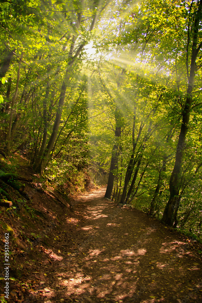 forest path with sunbeams shining through the trees forest path with sunbeams shining through the trees